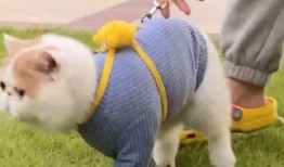 加菲最新爆料视频大全,揭秘娱乐圈幕后真相