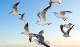 海鸥官方爆料视频大全集,揭秘幕后精彩瞬间