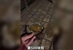 鲍鱼最新爆料视频大全集,揭秘娱乐圈不为人知的秘密大揭秘