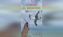 海鸥官方爆料视频大全集,揭秘幕后精彩瞬间