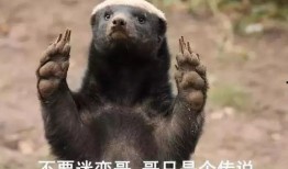 粉丝爆料平头哥视频播放,粉丝爆料视频引热议