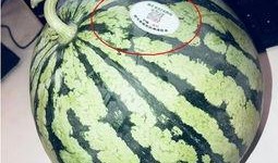 武都网红吃瓜,揭秘幕后故事与热门话题