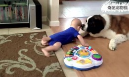 宠物自我爆料视频